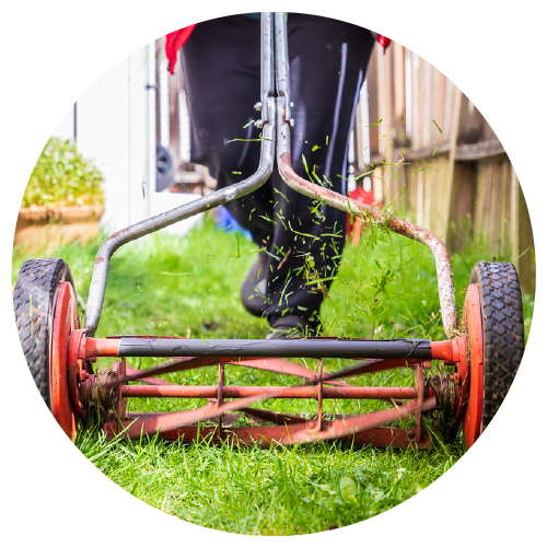 More Than Lawn Mix